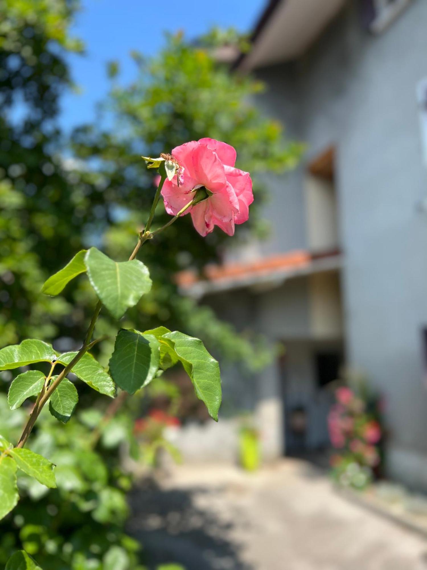 La Branche Du Cerisier Annecy Exterior foto